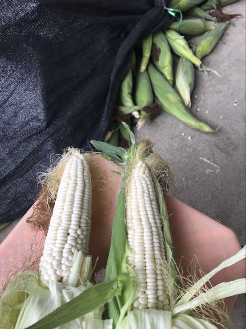 糯玉米质量保证