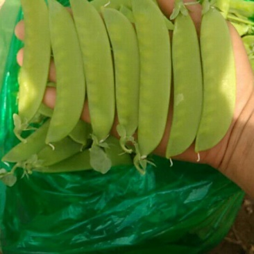 荷兰豆未饱满