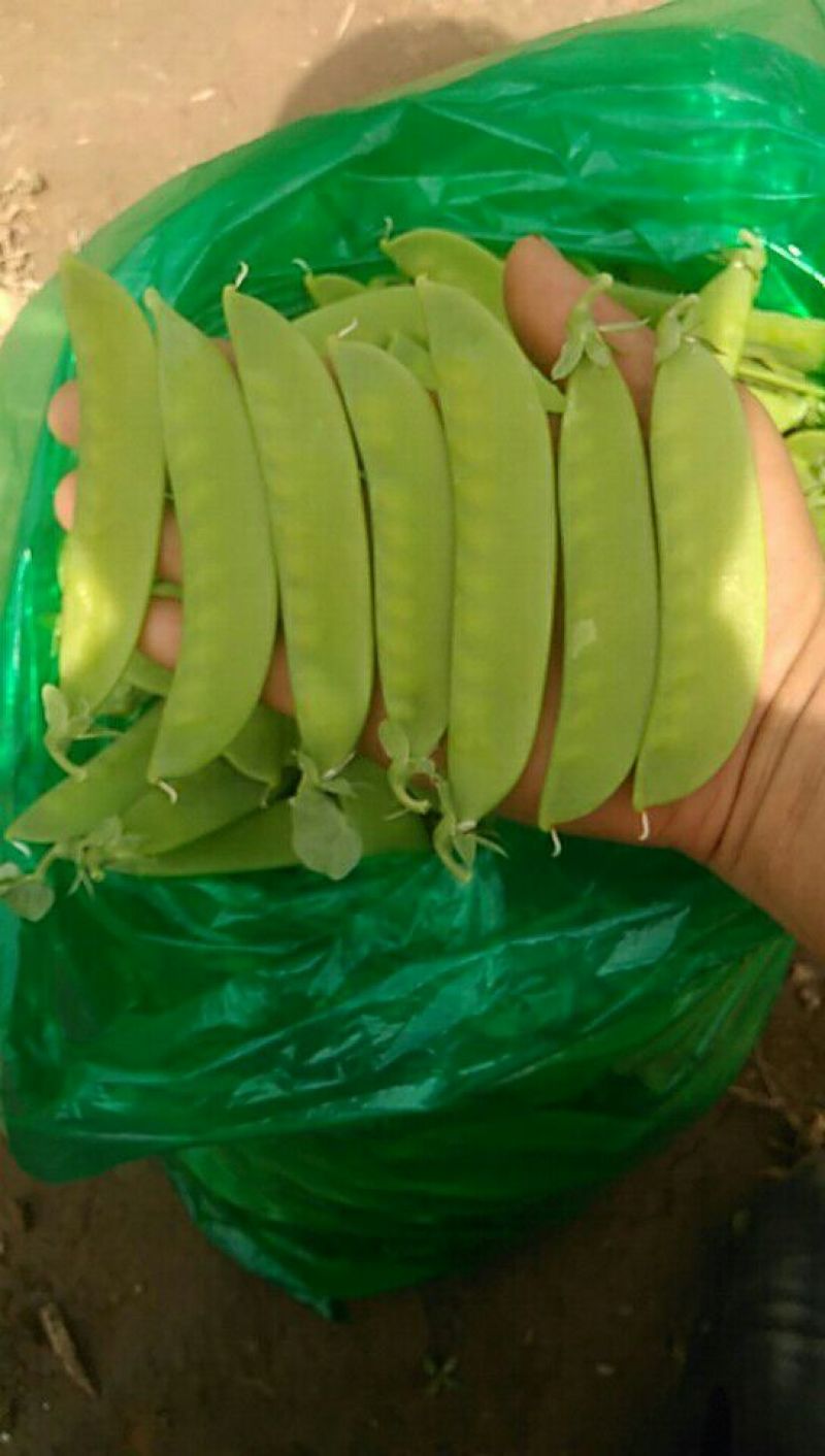 荷兰豆未饱满