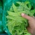 荷兰豆未饱满