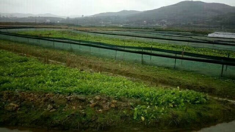 龙虾甲鱼螃蟹青蛙养殖防逃网