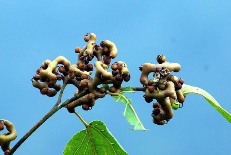 拐枣树苗万寿果树苗种苗水果苗盆栽植物绿化野果