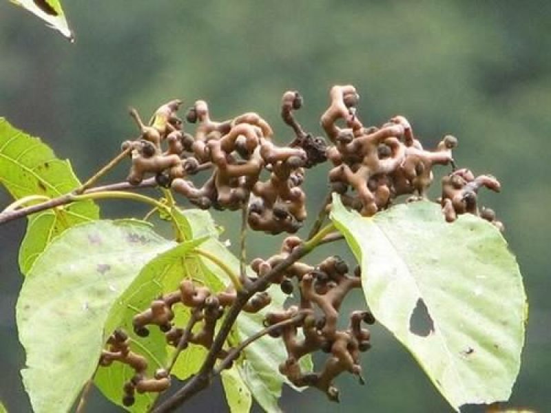 拐枣树苗万寿果树苗种苗水果苗盆栽植物绿化野果