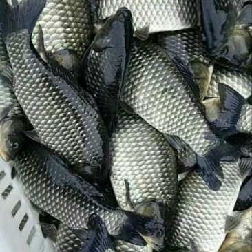 彭泽鲫