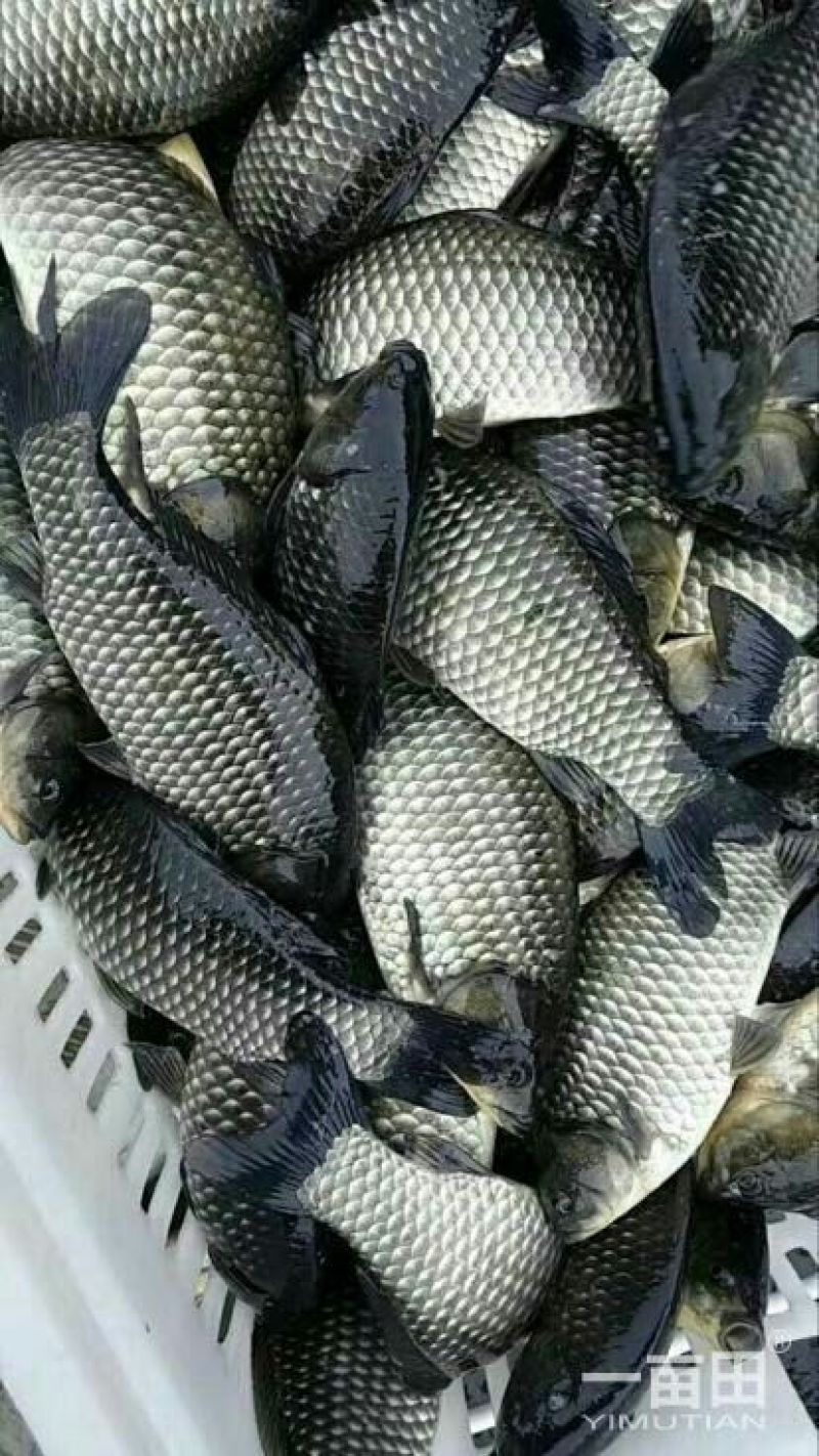 彭泽鲫