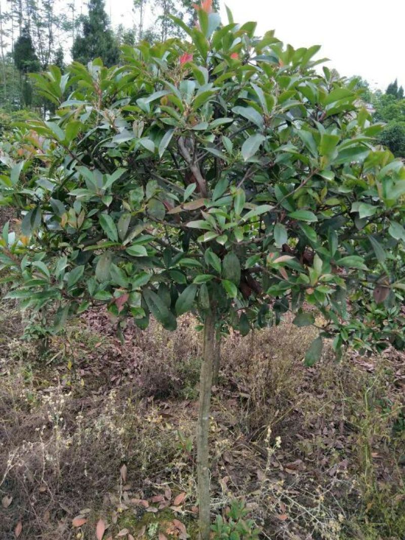 四川眉出售红叶石楠2~4cm4~6cm0.5~1米