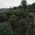 四川眉出售红叶石楠2~4cm4~6cm0.5~1米