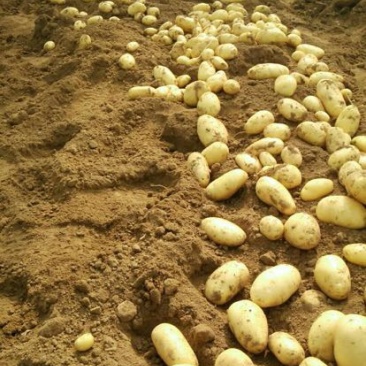 荷兰十五土豆希森土豆坤土豆大棚土豆黄皮黄心土豆产地直发