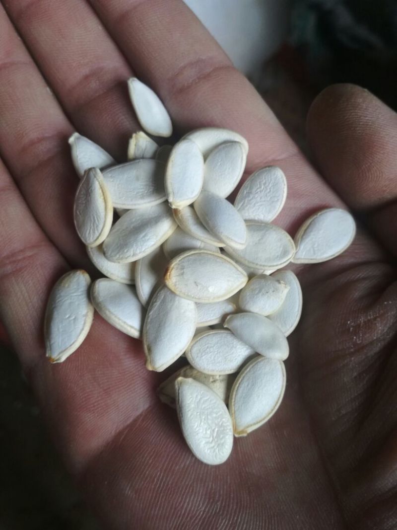 南瓜籽药用，扒仁，炒货，一手货大量供应