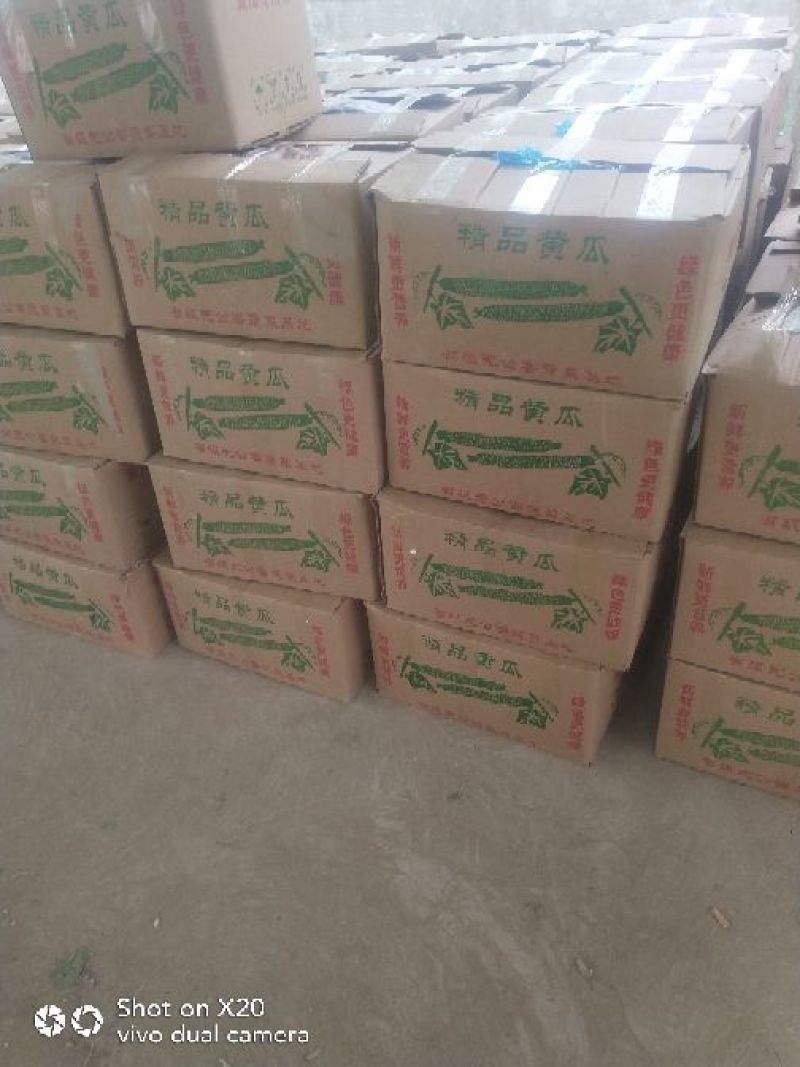安阳密刺黄瓜干花带刺22~25公分，量大从优欢迎来电