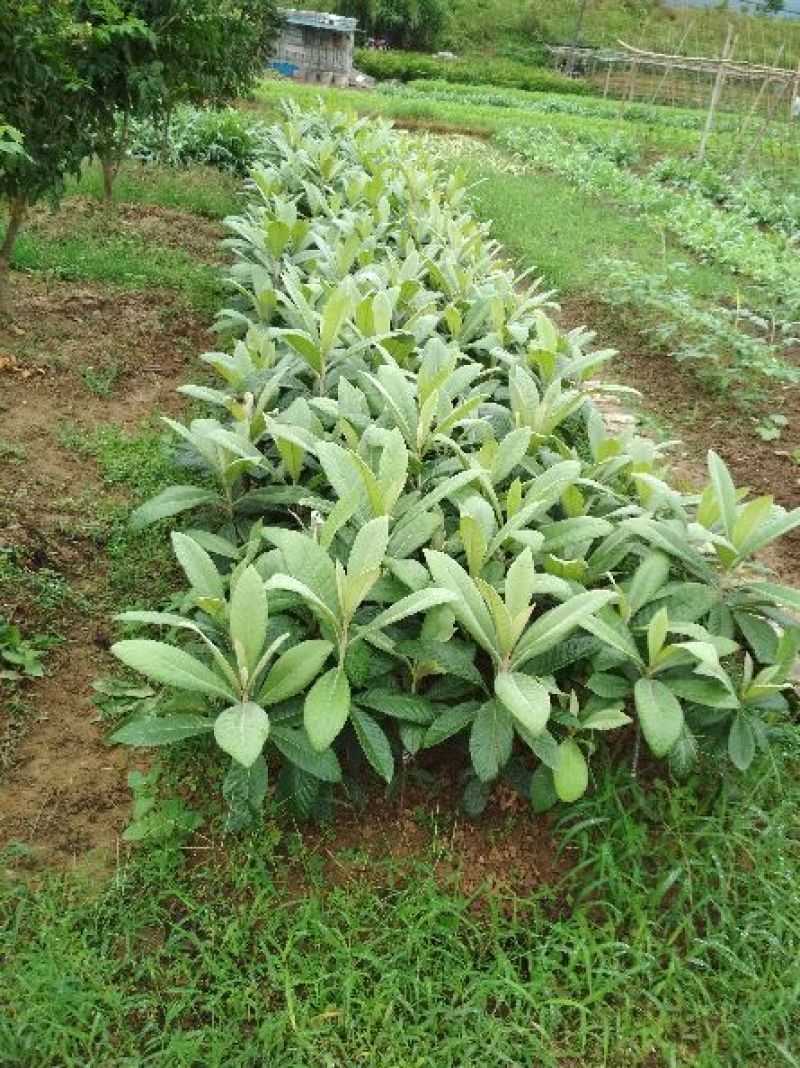 大五星枇杷苗30~50cm，优质苗木，高产，稳产