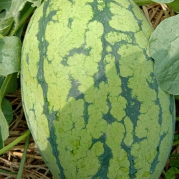 绿裳西瓜6斤打底8成熟1茬
