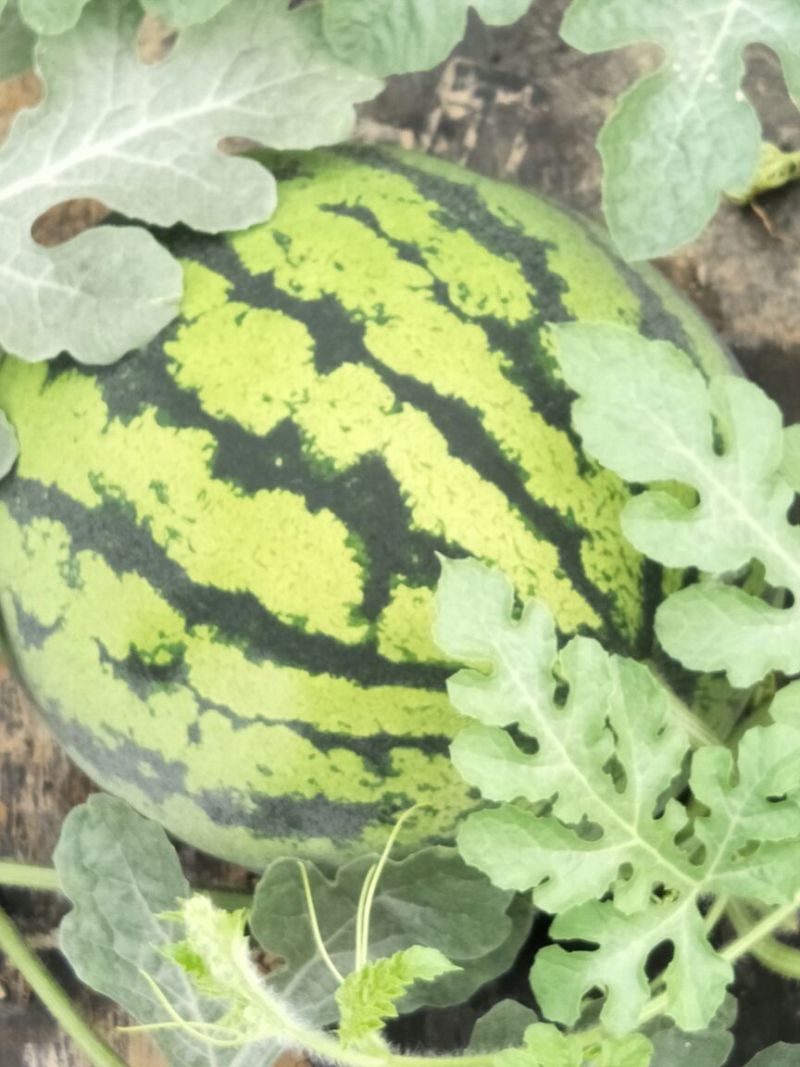 甜王西瓜10斤打底9成熟1茬