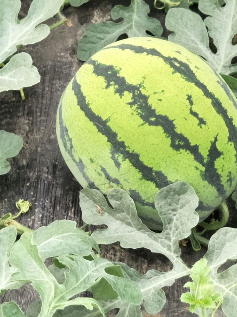 甜王西瓜10斤打底9成熟1茬
