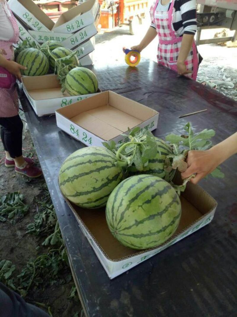 万亩美都西瓜，薄皮无籽多汁包熟包甜大量批发