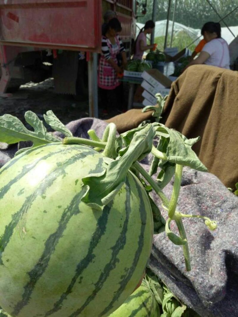 万亩美都西瓜，薄皮无籽多汁包熟包甜大量批发