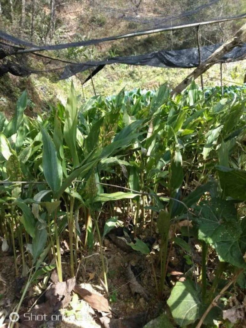 草果苗30~50cm