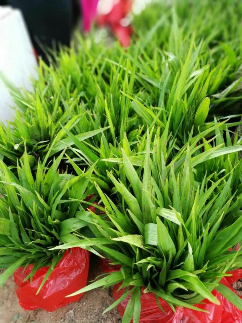 白芨苗