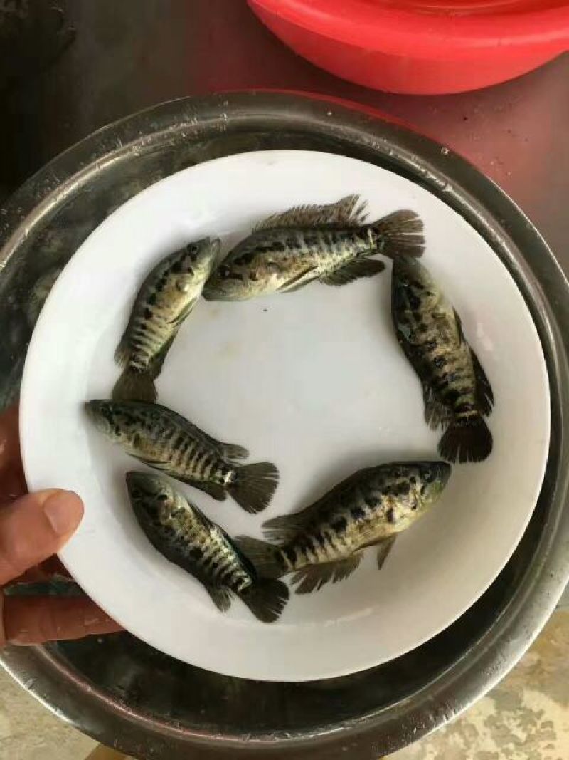 淡水石斑鱼苗花老虎专吃野杂鱼