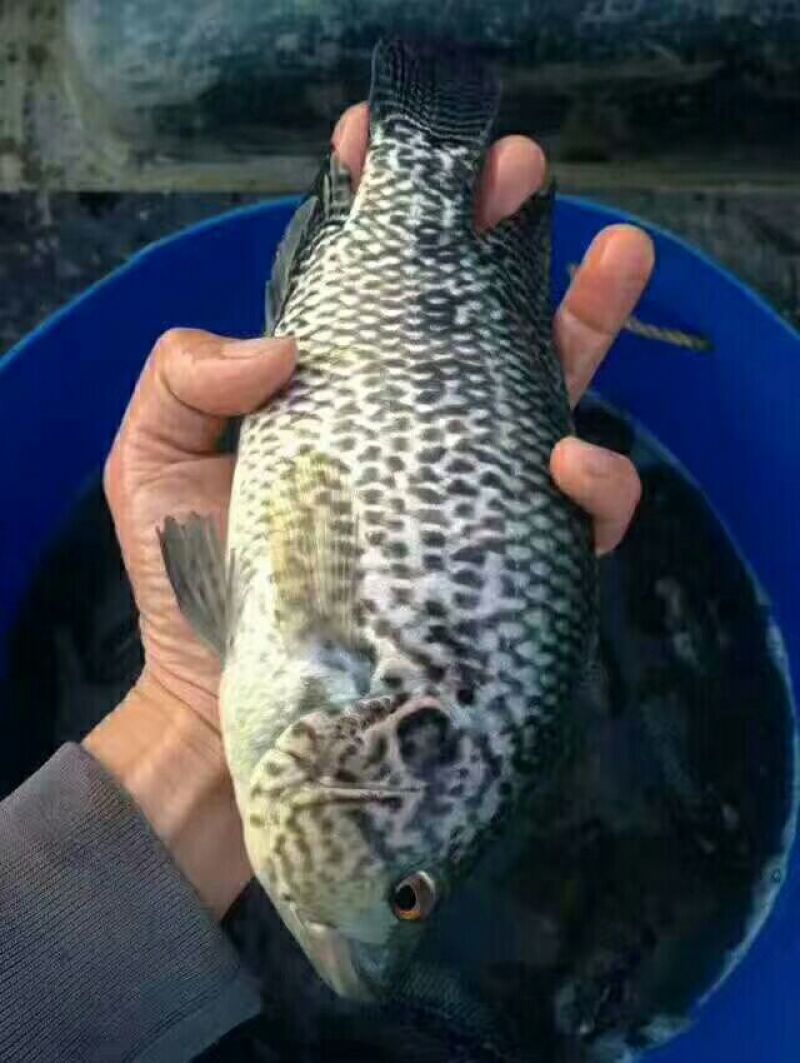 淡水石斑鱼苗花老虎专吃野杂鱼