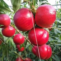 红油桃、油桃2两以上、冬季温室大棚种植油桃