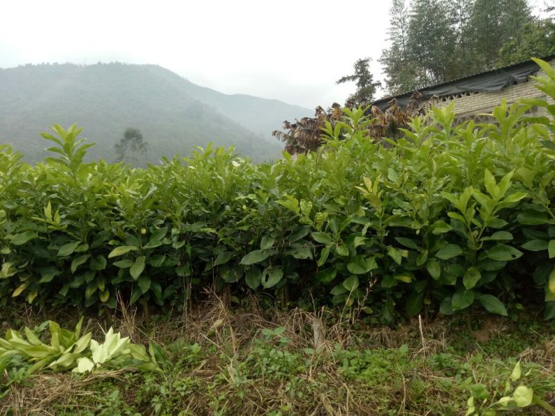 三红蜜柚苗0.8~1m0.8~1cm