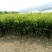 三红蜜柚苗0.8~1m0.8~1cm