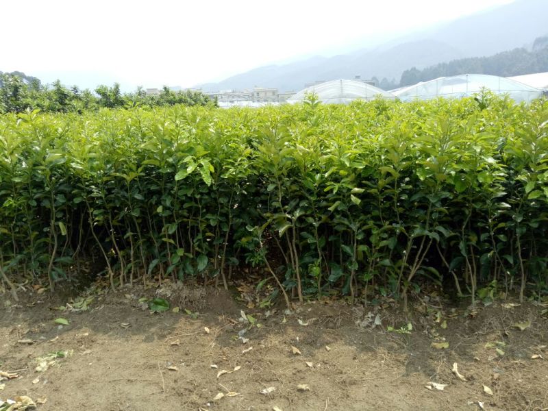 三红蜜柚苗0.8~1m0.8~1cm