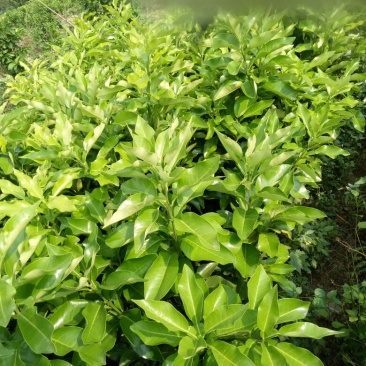 三红蜜柚苗0.8~1m0.8~1cm