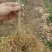 三红蜜柚苗0.8~1m0.8~1cm