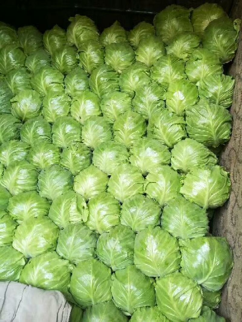 圆包菜1.5~2.5斤通货