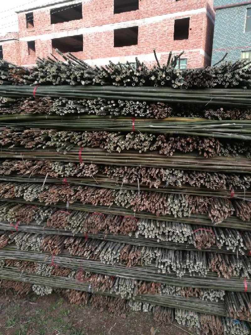 绿竹2~3m