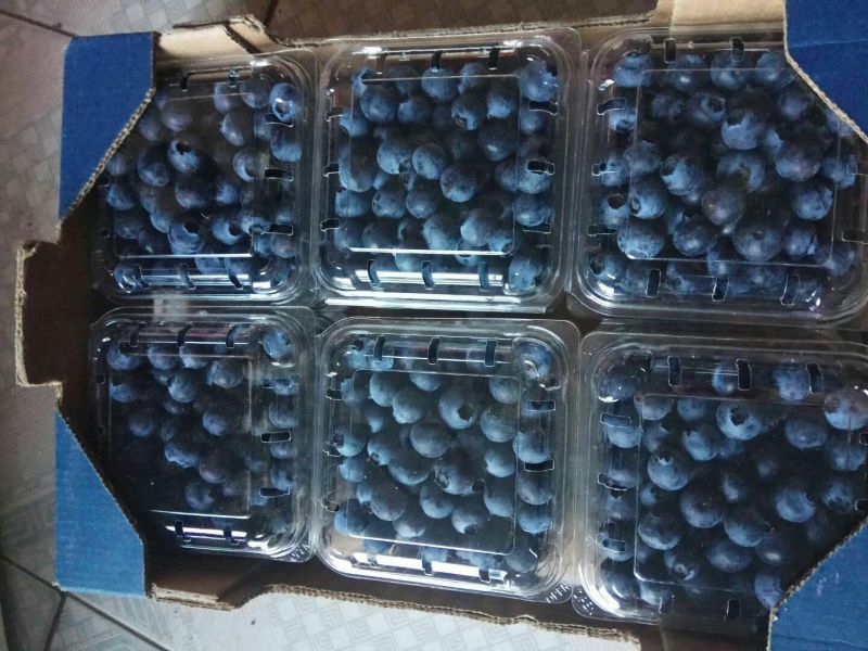 蓝莓鲜果12~14mm以上
