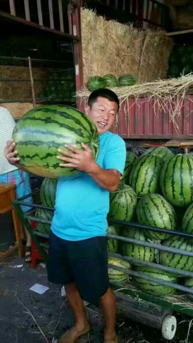黑美人西瓜6斤打底8成熟1茬