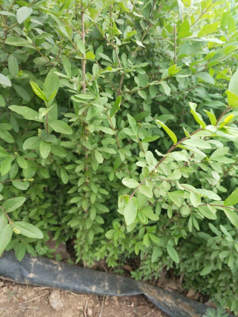 水腊30~50cm