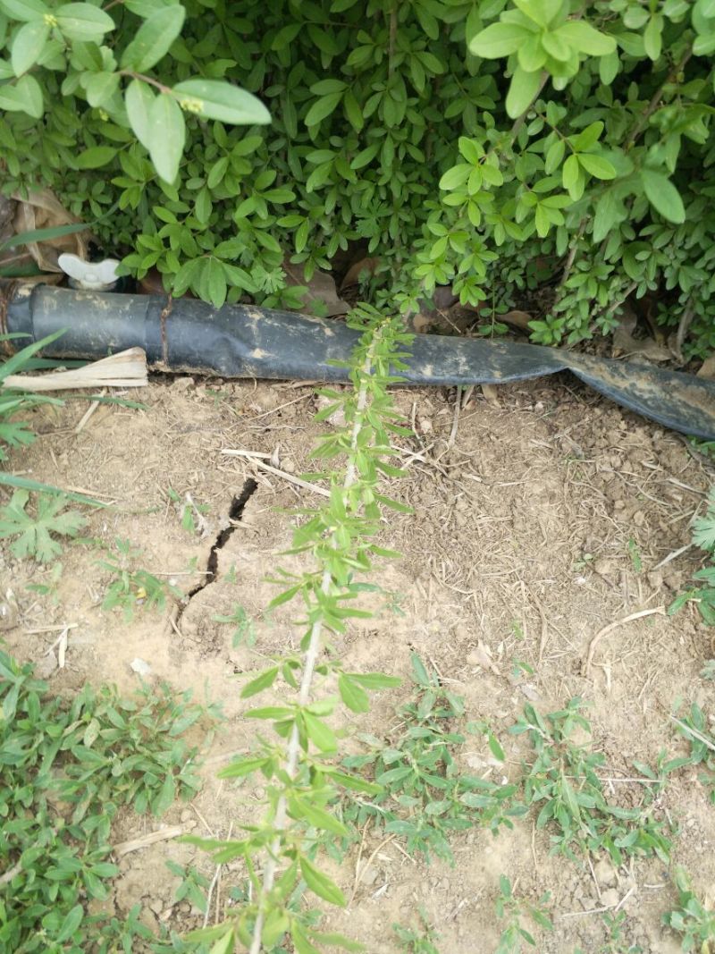 水腊30~50cm