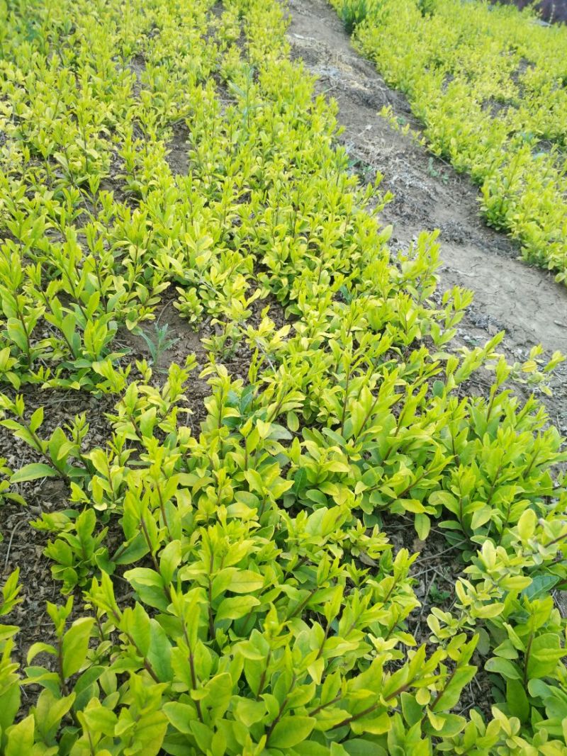 水腊30~50cm