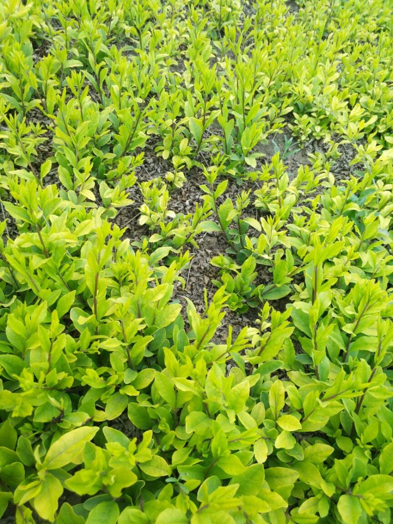 水腊30~50cm