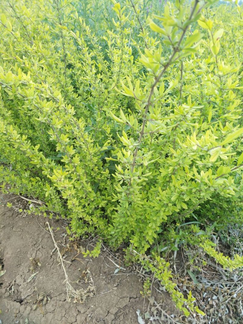 水腊30~50cm