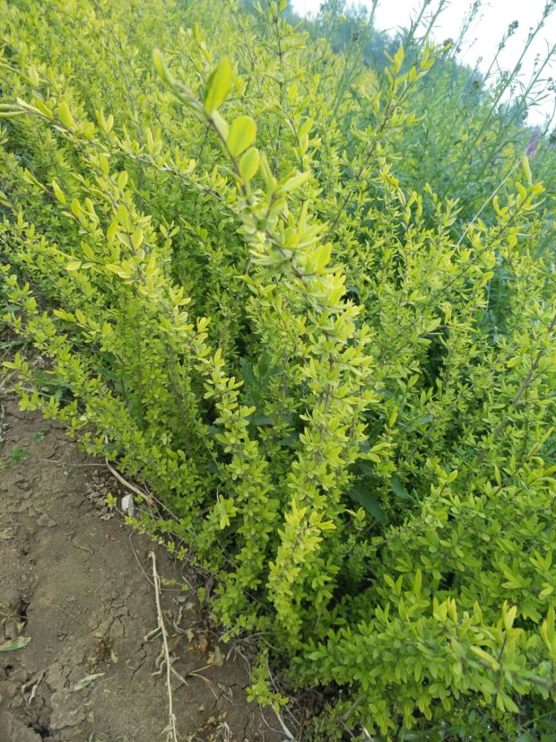 水腊30~50cm