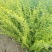 水腊30~50cm