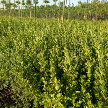 胶州卫矛2cm以下4cm以下0.5~1米