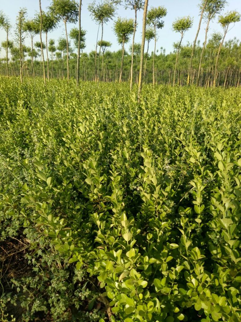 胶州卫矛2cm以下4cm以下0.5~1米