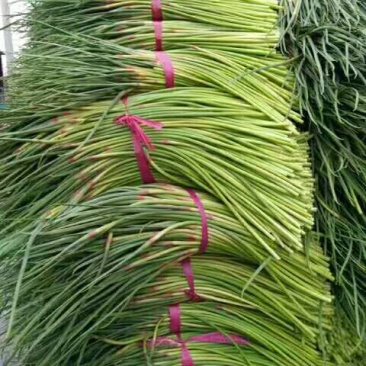 杂交蒜薹通货40~50cm