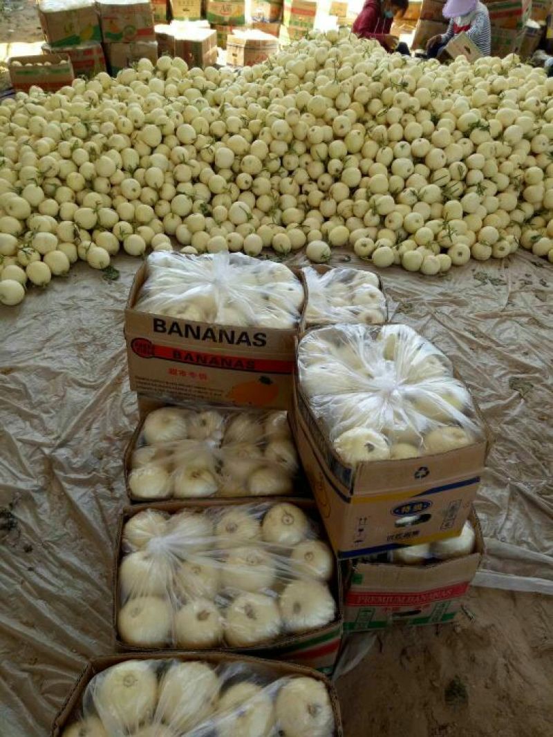 甜瓜优质大棚甜瓜基地品种多皮薄包熟包甜！