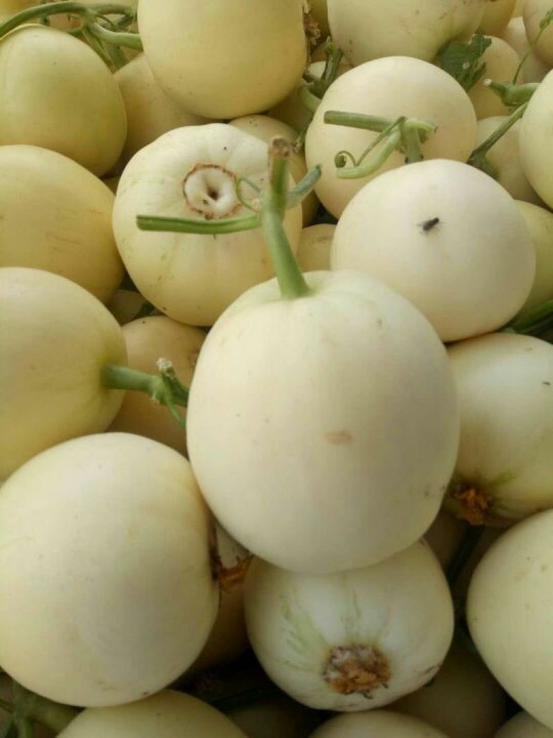 甜瓜优质大棚甜瓜基地品种多皮薄包熟包甜！