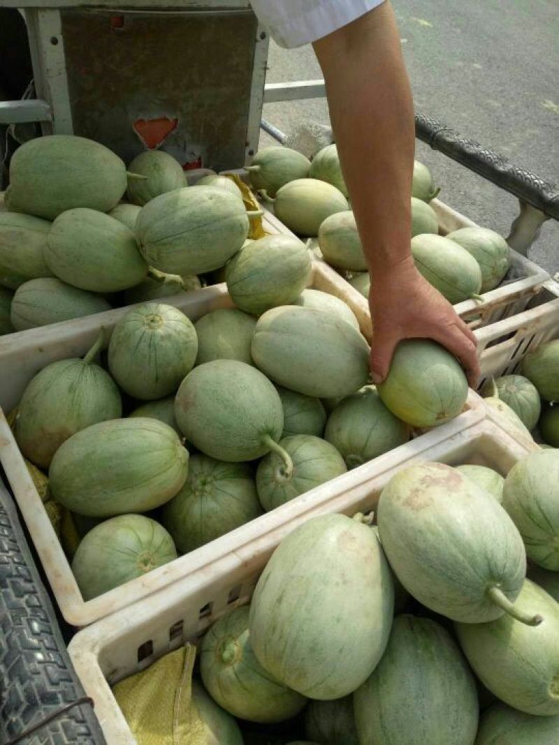 甜瓜优质大棚甜瓜基地品种多皮薄包熟包甜！
