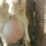 萨能奶山羊40~60kg