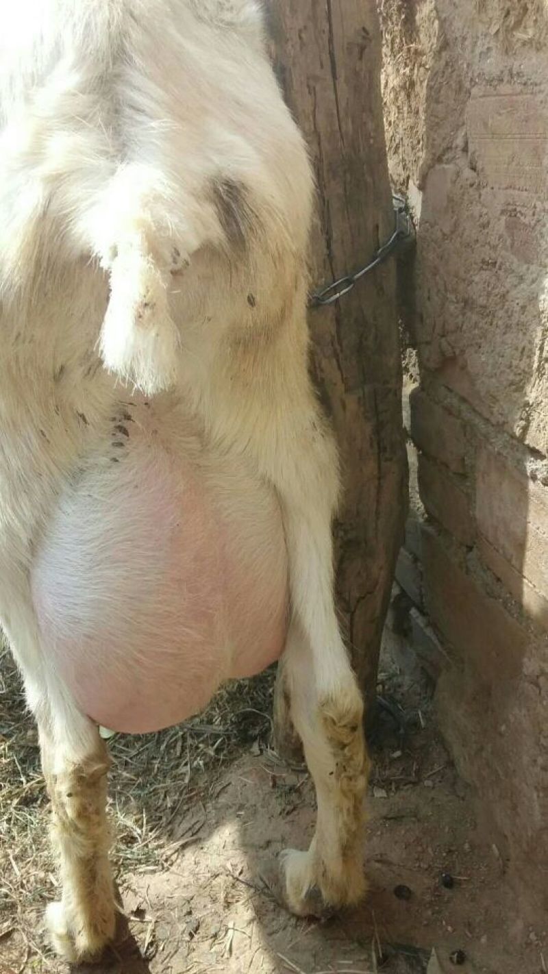 萨能奶山羊40~60kg