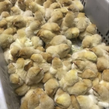 三黄鸡6月以下